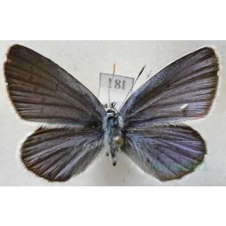 Plebejus argyrognomon (Bergsträsser, 1779) male Modraszek srebroplamek Czech18l